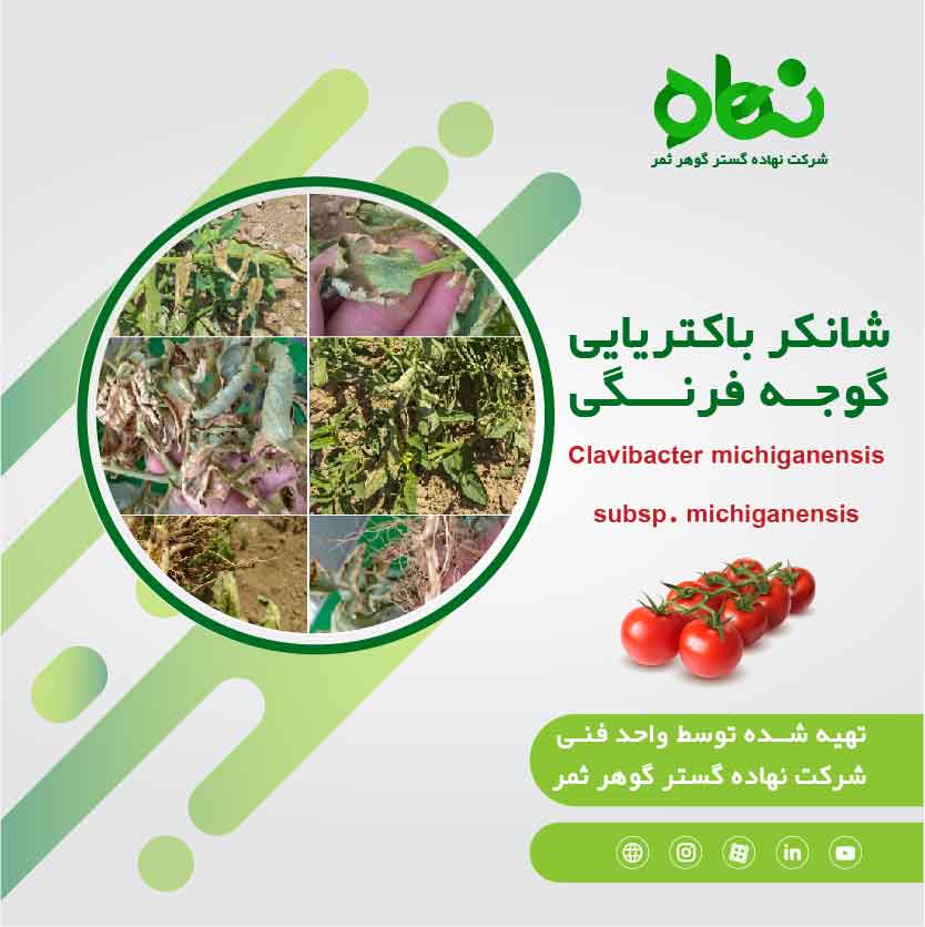 clavibacter michiganensis subsp. michiganensis